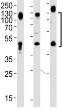 LAMP1 Antibody - image 1