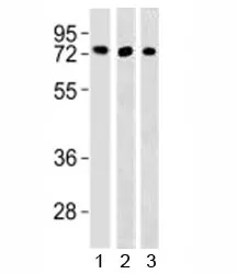 TFE3 Antibody - image 1