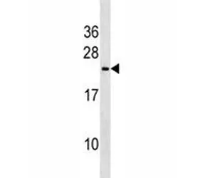 Trem2 Antibody - image 1