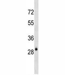 AQP3 Antibody - image 1