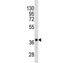 CXCR4 Antibody - image 1