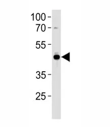 AP2 alpha Antibody (TFAP2A, Activator protein 2) - image 1