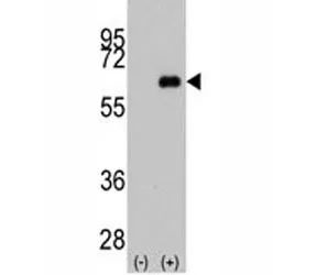 c-Myc Antibody - image 1