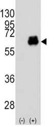 Myc Antibody - image 1