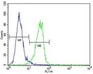 MeCP2 Antibody - image 1