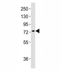 MeCP2 Antibody - image 1