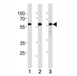 KLF4 Antibody - image 1