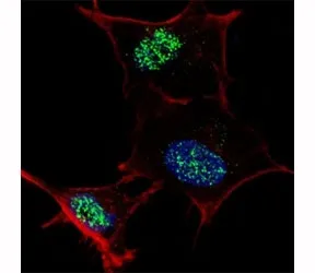 KLF4 Antibody - image 1
