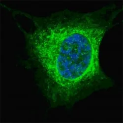 Vimentin Antibody - image 1