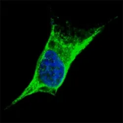 Vimentin Antibody - image 1