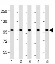 LGR-5 Antibody - image 1