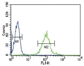 IRF8 Antibody - image 1