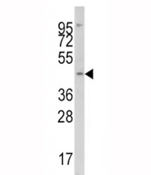 IRF8 Antibody - image 1