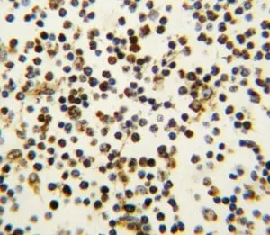 NPM1 Antibody - image 1