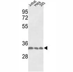 PCNA Antibody - image 1