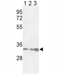 PCNA Antibody - image 1