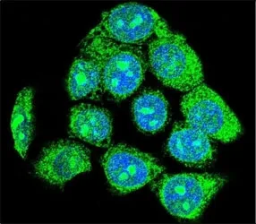 EGR1 Antibody - image 1