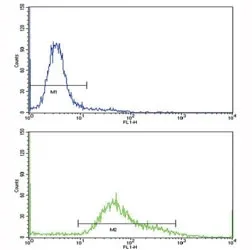 Transferrin Receptor Antibody (CD71) - image 1