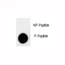 p27Kip1 Antibody (phospho-T157) - image 1