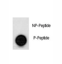 p53 Antibody (phospho-S315) - image 1