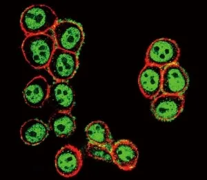 SMAD3 Antibody (phospho-S208) - image 1