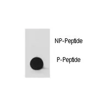 Src Antibody (phospho-Y530) - image 1