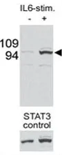 STAT3 Antibody (phospho-S727) - image 1