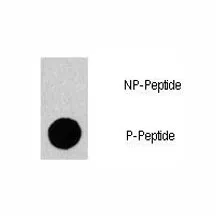 Phospho-Gab1 Antibody (pY659) - image 1