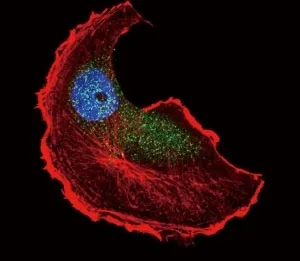 TSC2 Antibody (phospho-S1798) - image 1