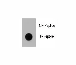 Phospho-Dnmt1 Antibody (pS714) - image 1