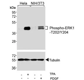 Phospho-ERK1/2 Antibody [p-ERK1/2] (T202/Y204) - image 1