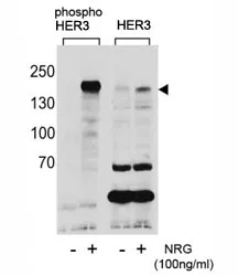 Phospho-HER3 Antibody (pY1289) - image 1