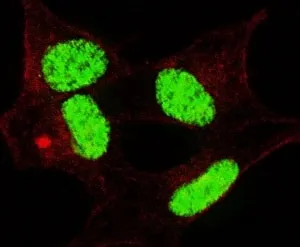LIN28 Antibody (phospho-S134) - image 1