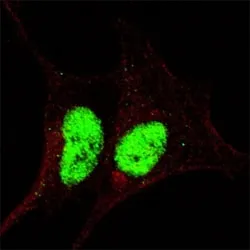 SOX2 Antibody (phospho-S246) - image 1
