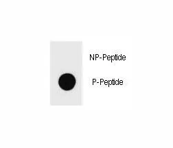 c-Kit Antibody (phospho-S821) - image 1