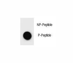 c-Kit Antibody (phospho-Y362) - image 1