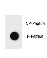 Phospho-PTEN Antibody (pT382) - image 1