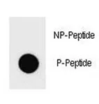 Phospho-PTEN Antibody (pY336) - image 1