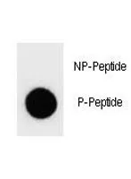 PTEN Antibody (phospho-Y68) - image 1