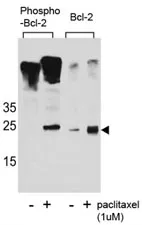 Phospho-Bcl-2 Antibody (pS70) - image 1