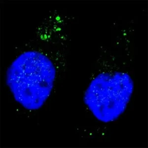 ULK1 Antibody (phospho-S556) - image 1