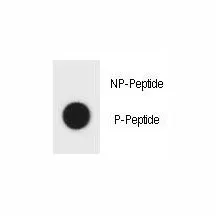 Phospho-TSC1 Antibody (pY304) - image 1