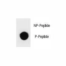 TSC1 Antibody (phospho-T417) - image 1
