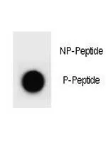 Phospho-PTEN Antibody (pY176) - image 1
