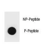 Phospho-PTEN Antibody (pY315) - image 1