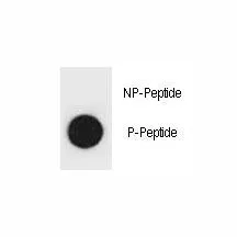 TSC1 Antibody (phospho-T416) - image 1