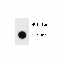 Phospho-TSC1 Antibody (pS1080) - image 1