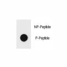 Phospho-TSC1 Antibody (pY297) - image 1