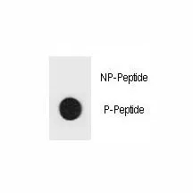 TSC1 Antibody (phospho-Y312) - image 1