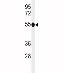 CD30 Antibody - image 1